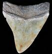 Serrated, Juvenile Megalodon Tooth #56523-1
